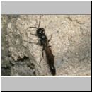 Trypoxylon sp - Grabwespe 01b 11mm.jpg